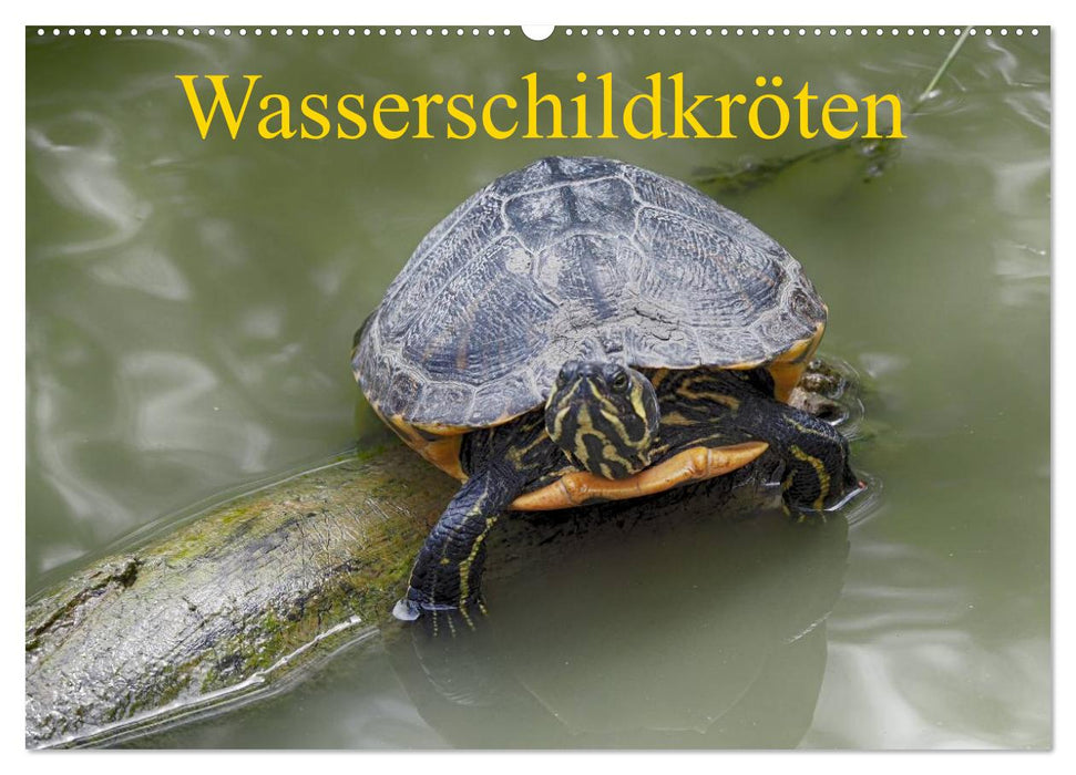 Wasserschildkröten (CALVENDO Wandkalender 2024)