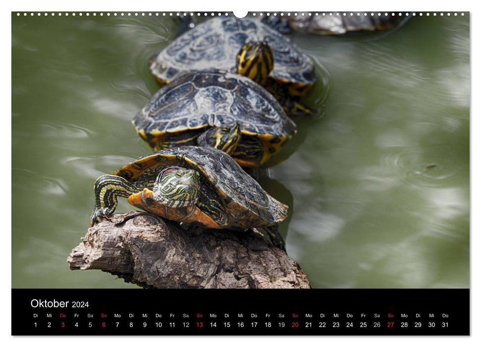 Wasserschildkröten (CALVENDO Wandkalender 2024)