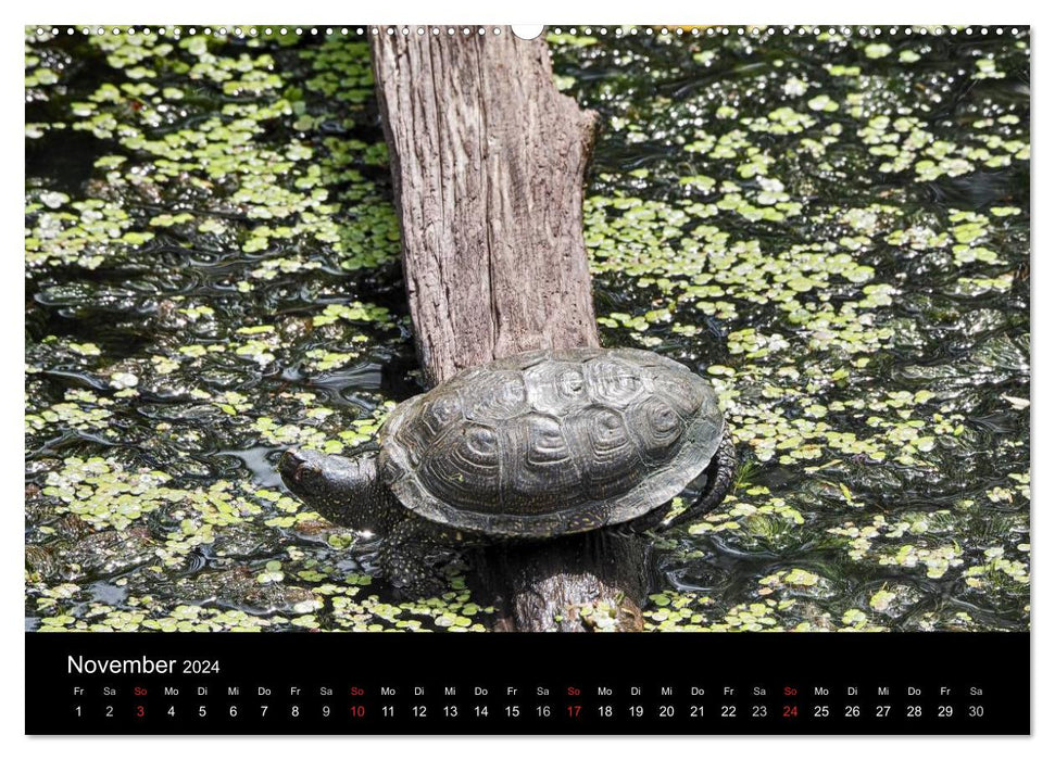 Wasserschildkröten (CALVENDO Wandkalender 2024)