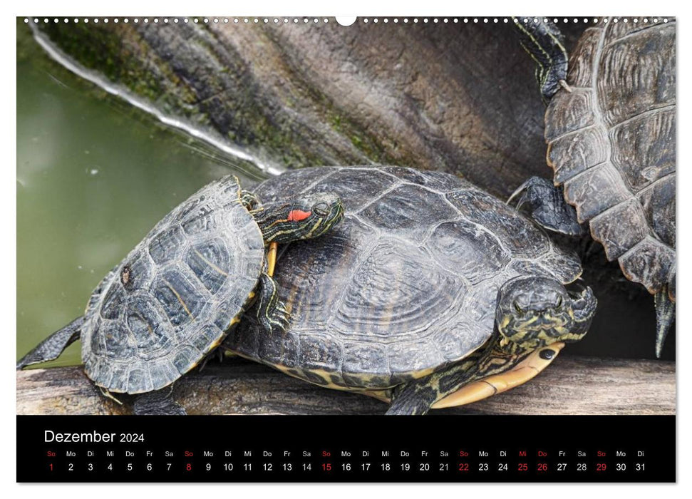 Wasserschildkröten (CALVENDO Wandkalender 2024)