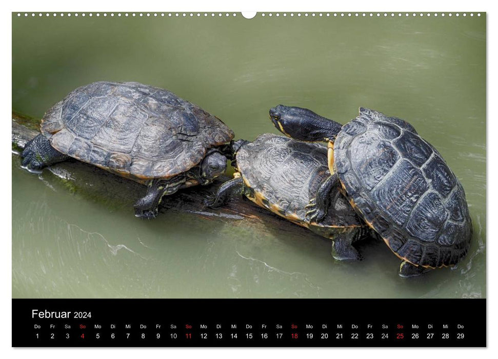 Wasserschildkröten (CALVENDO Wandkalender 2024)