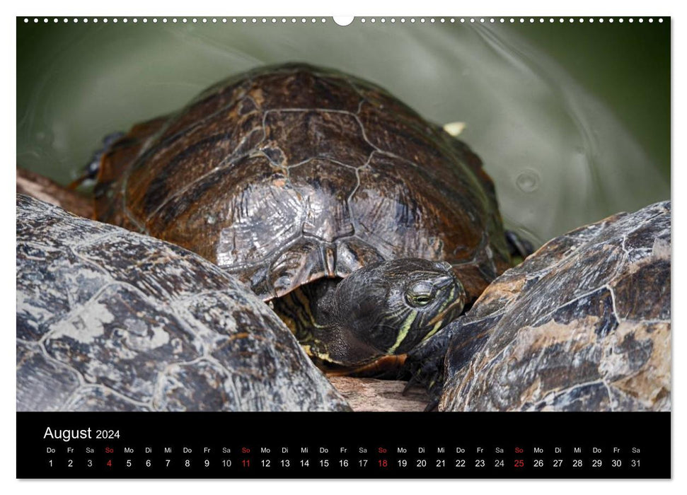 Wasserschildkröten (CALVENDO Wandkalender 2024)