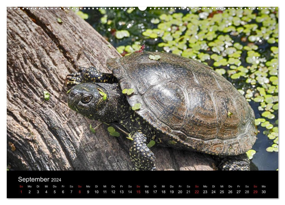 Wasserschildkröten (CALVENDO Wandkalender 2024)