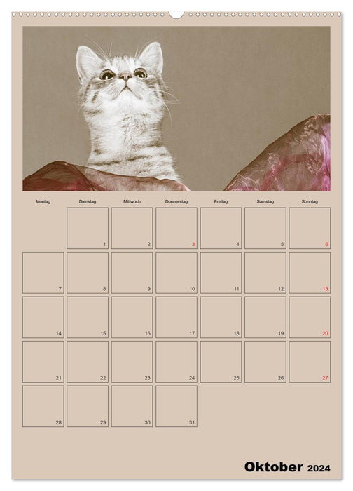 Mit Katzen durchs Jahr / Planer (CALVENDO Premium Wandkalender 2024)