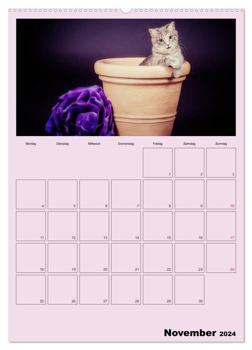 With cats throughout the year / Planner (CALVENDO Premium Wall Calendar 2024) 