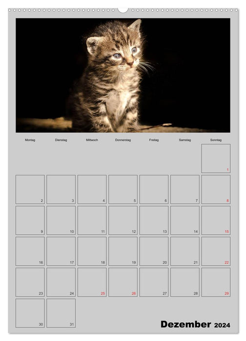 Mit Katzen durchs Jahr / Planer (CALVENDO Premium Wandkalender 2024)