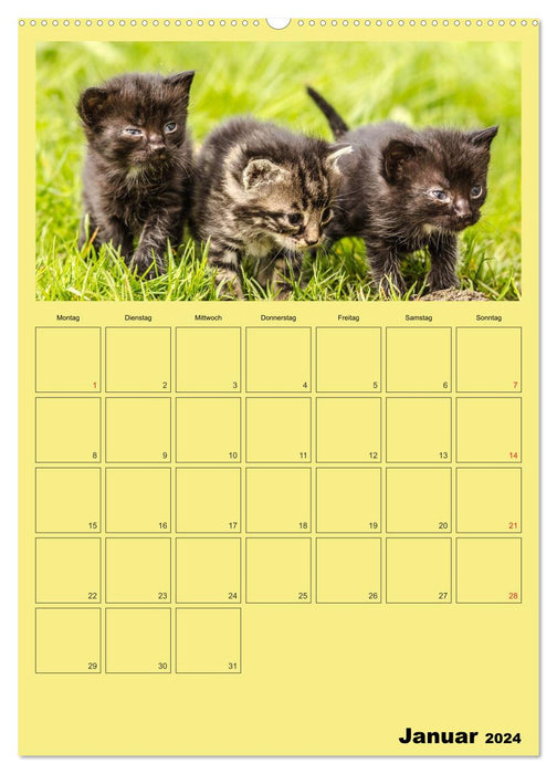 Mit Katzen durchs Jahr / Planer (CALVENDO Premium Wandkalender 2024)