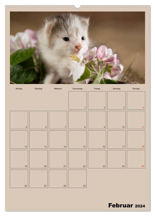 Mit Katzen durchs Jahr / Planer (CALVENDO Premium Wandkalender 2024)