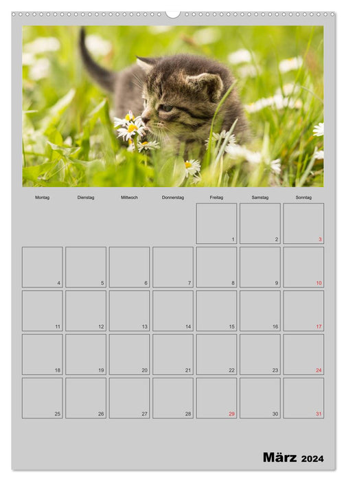 Mit Katzen durchs Jahr / Planer (CALVENDO Premium Wandkalender 2024)