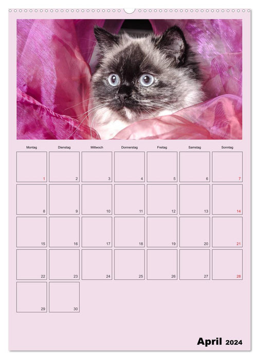 Mit Katzen durchs Jahr / Planer (CALVENDO Premium Wandkalender 2024)