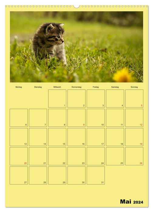 Mit Katzen durchs Jahr / Planer (CALVENDO Premium Wandkalender 2024)