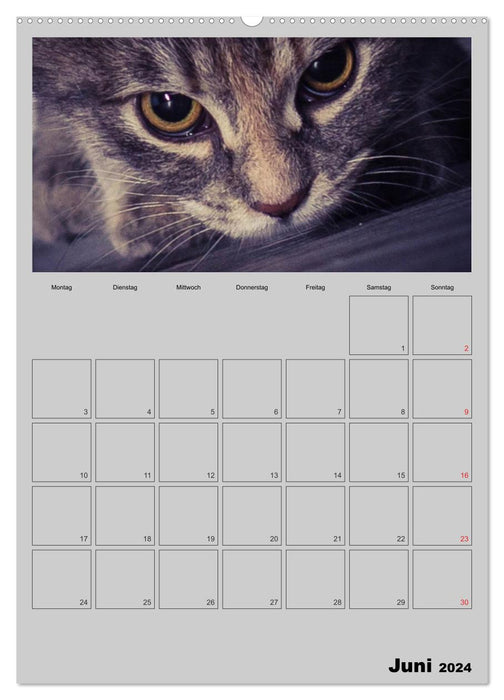 Mit Katzen durchs Jahr / Planer (CALVENDO Premium Wandkalender 2024)