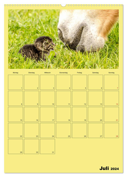 With cats throughout the year / Planner (CALVENDO Premium Wall Calendar 2024) 