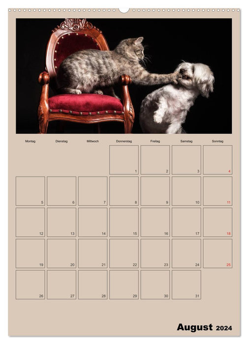 Mit Katzen durchs Jahr / Planer (CALVENDO Premium Wandkalender 2024)