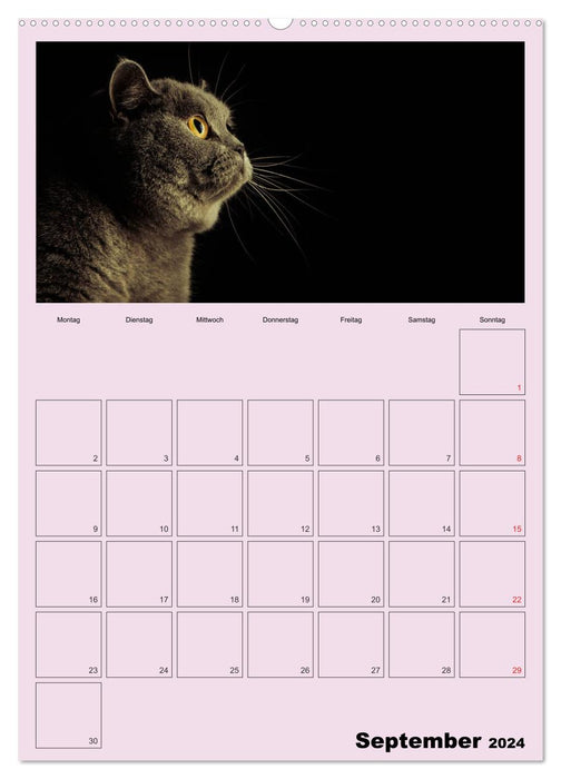 With cats throughout the year / Planner (CALVENDO Premium Wall Calendar 2024) 