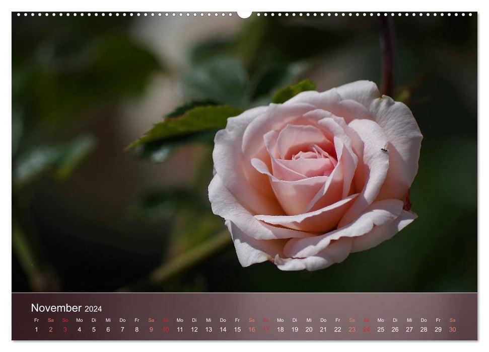 Delicate beauties - roses (CALVENDO wall calendar 2024) 