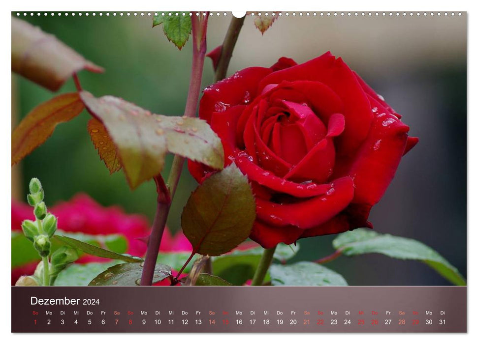 Delicate beauties - roses (CALVENDO wall calendar 2024) 