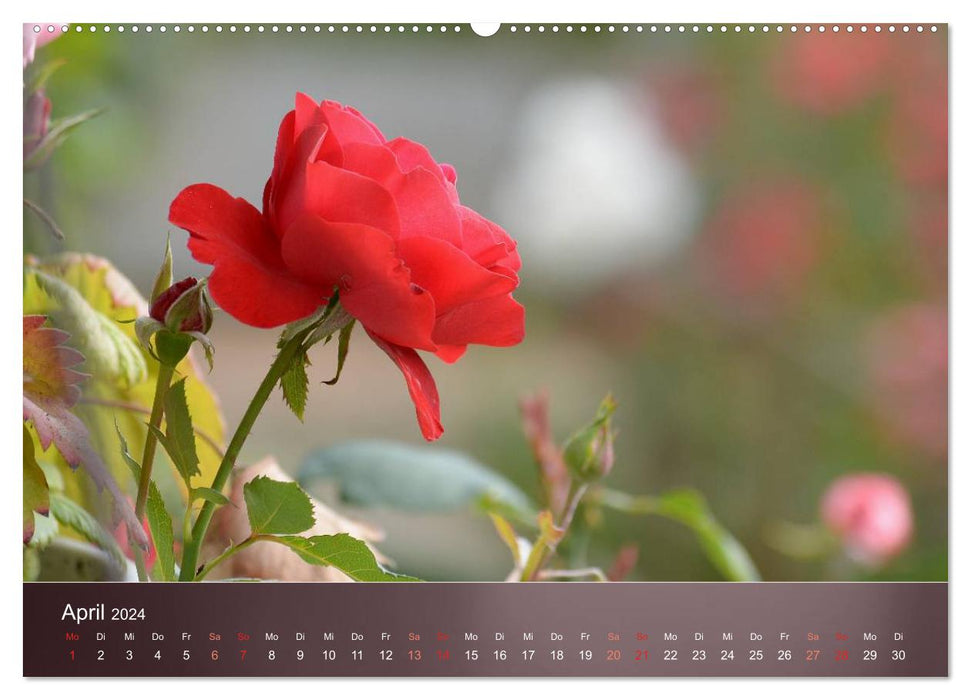 Zarte Schönheiten - Rosen (CALVENDO Wandkalender 2024)