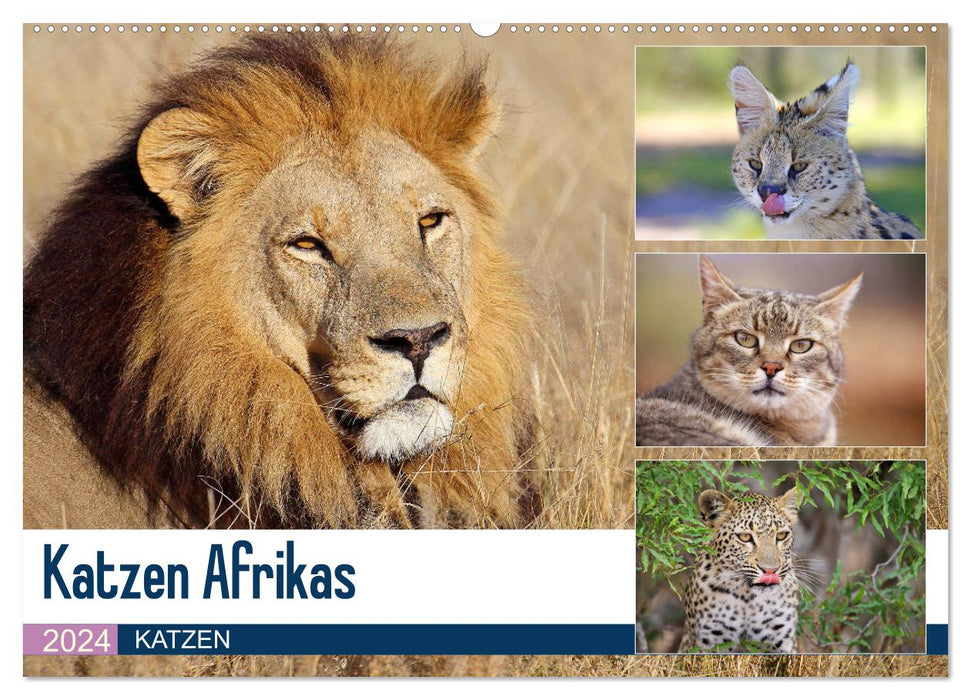 Katzen Afrikas (CALVENDO Wandkalender 2024)