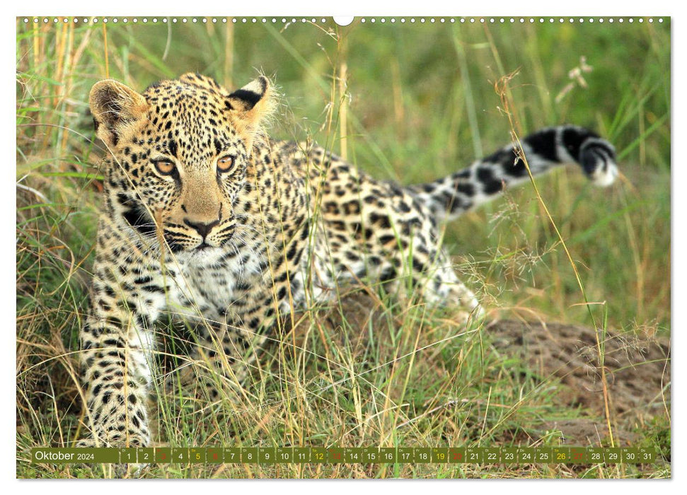 Cats of Africa (CALVENDO wall calendar 2024) 