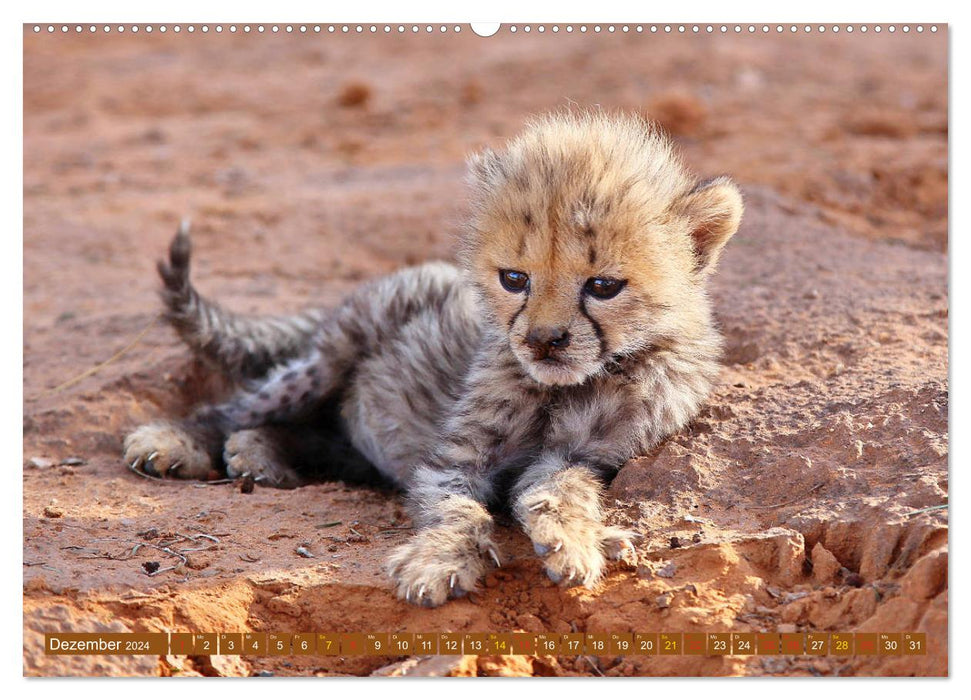 Cats of Africa (CALVENDO wall calendar 2024) 