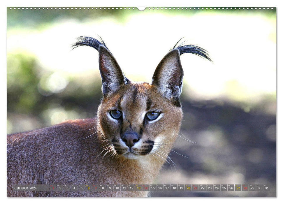 Chats d'Afrique (Calendrier mural CALVENDO 2024) 