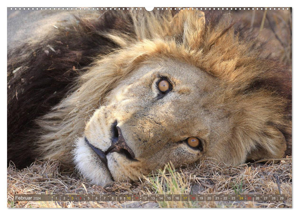 Cats of Africa (CALVENDO wall calendar 2024) 