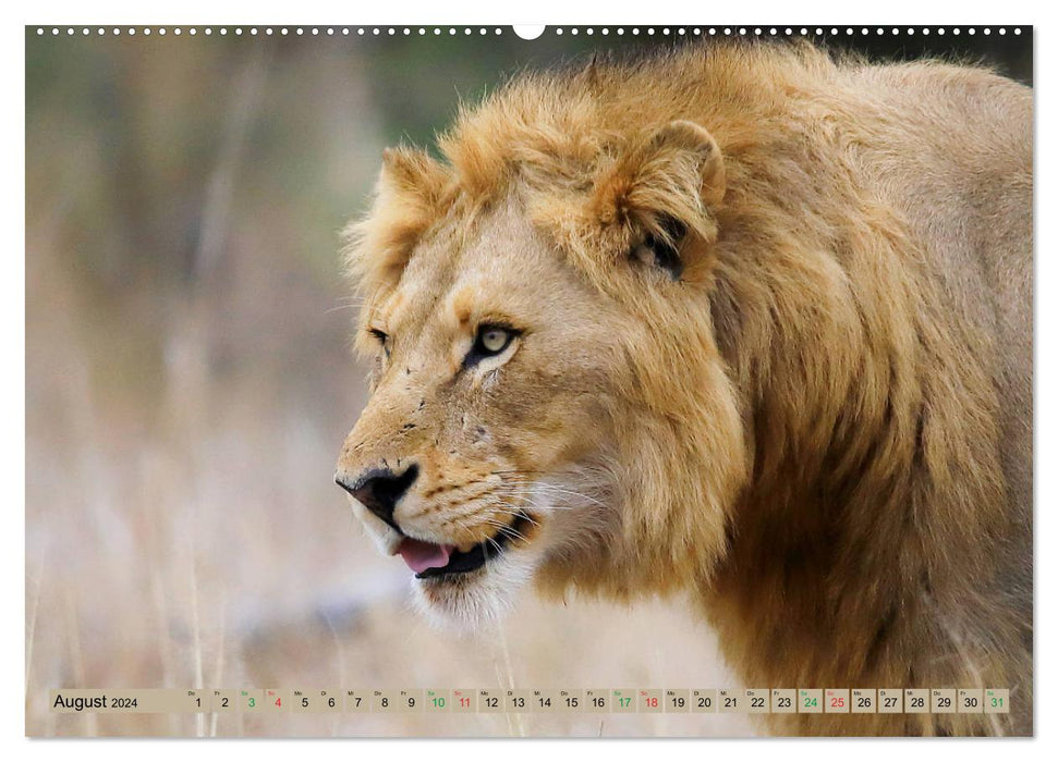 Cats of Africa (CALVENDO wall calendar 2024) 