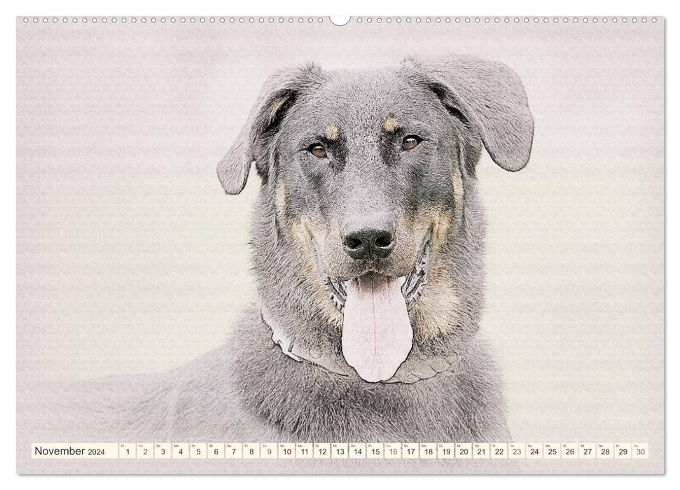 French Shepherd Dogs 2024 (CALVENDO Wall Calendar 2024) 