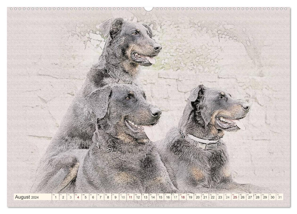 French Shepherd Dogs 2024 (CALVENDO Wall Calendar 2024) 