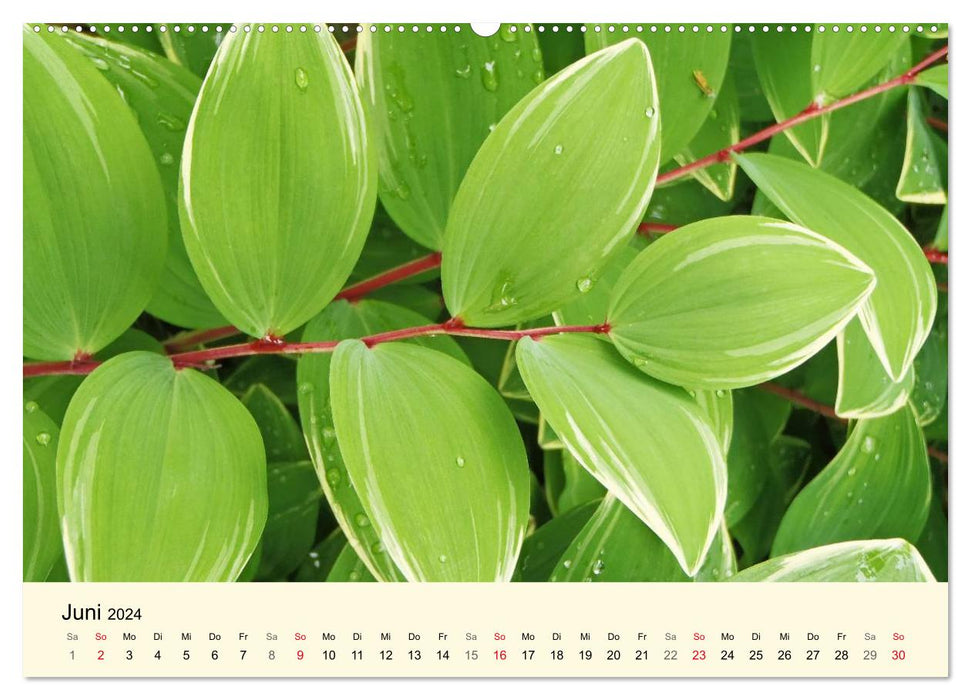 Source of Power Green (CALVENDO Premium Wall Calendar 2024) 