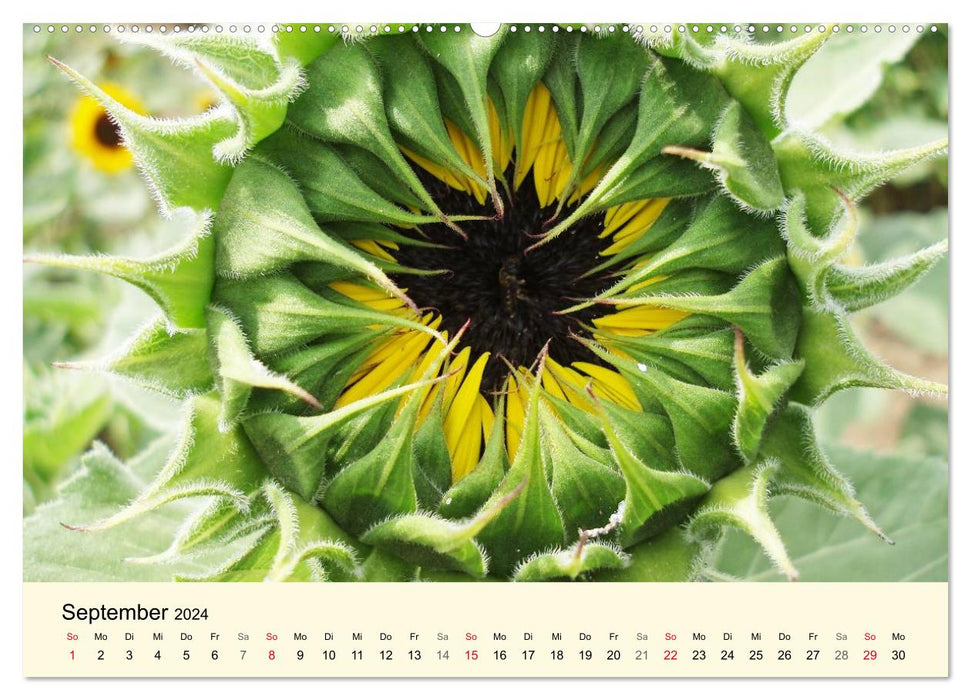 Source of Power Green (CALVENDO Premium Wall Calendar 2024) 
