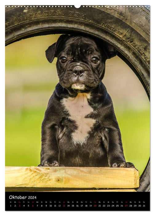 Französische Bulldoggen - Eine Bully Liebeserkärung (CALVENDO Premium Wandkalender 2024)