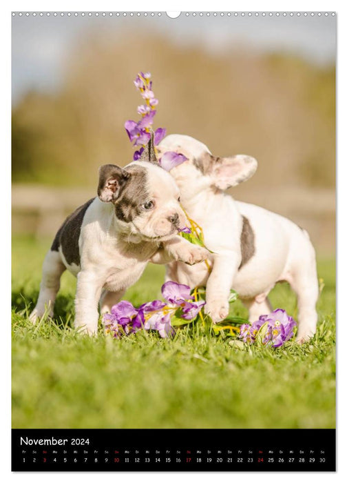 Französische Bulldoggen - Eine Bully Liebeserkärung (CALVENDO Premium Wandkalender 2024)