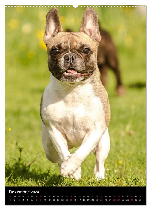 Französische Bulldoggen - Eine Bully Liebeserkärung (CALVENDO Premium Wandkalender 2024)