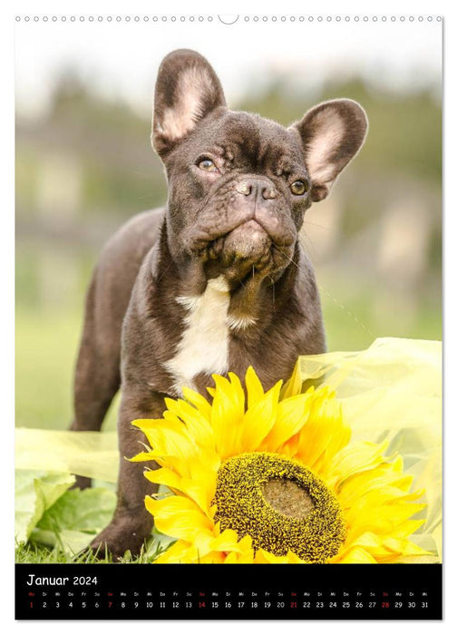 Französische Bulldoggen - Eine Bully Liebeserkärung (CALVENDO Premium Wandkalender 2024)