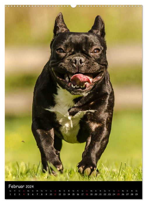 Französische Bulldoggen - Eine Bully Liebeserkärung (CALVENDO Premium Wandkalender 2024)