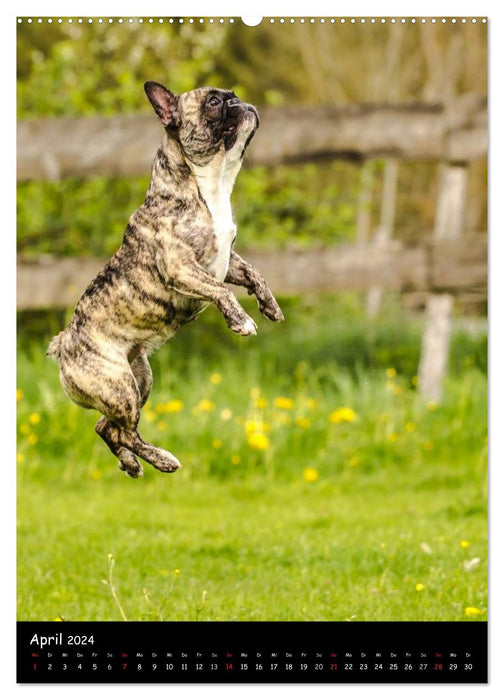 Französische Bulldoggen - Eine Bully Liebeserkärung (CALVENDO Premium Wandkalender 2024)