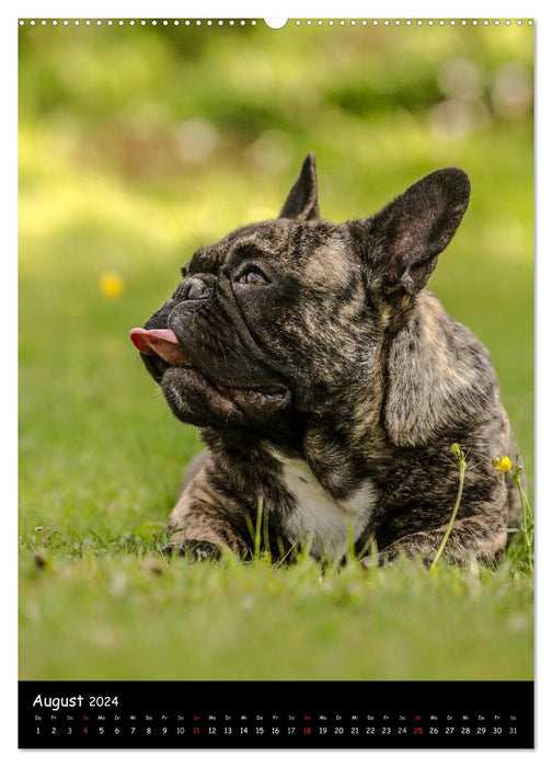 Französische Bulldoggen - Eine Bully Liebeserkärung (CALVENDO Premium Wandkalender 2024)