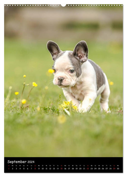 Französische Bulldoggen - Eine Bully Liebeserkärung (CALVENDO Premium Wandkalender 2024)