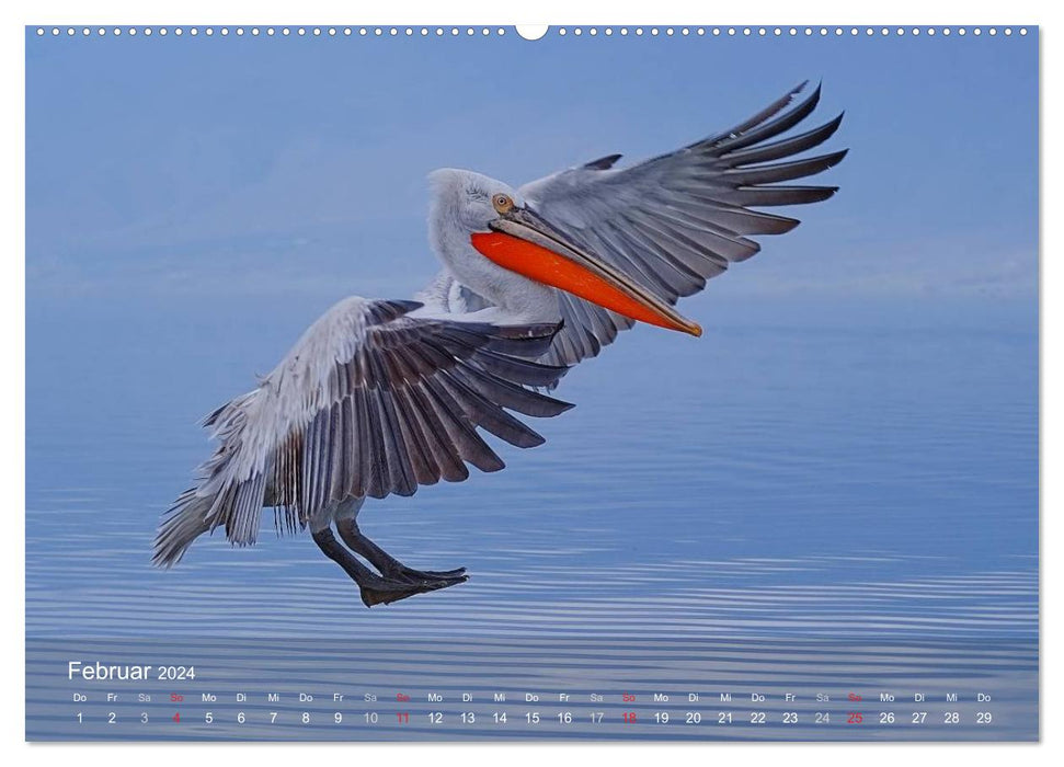 Pelican calendar (CALVENDO wall calendar 2024) 