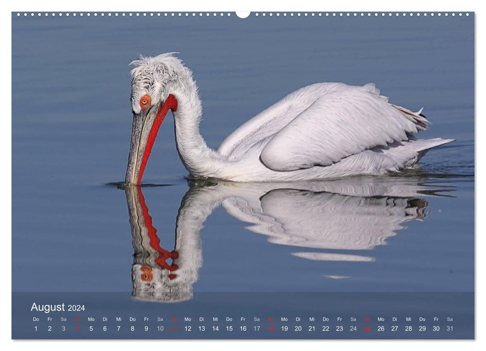 Pelican calendar (CALVENDO wall calendar 2024) 