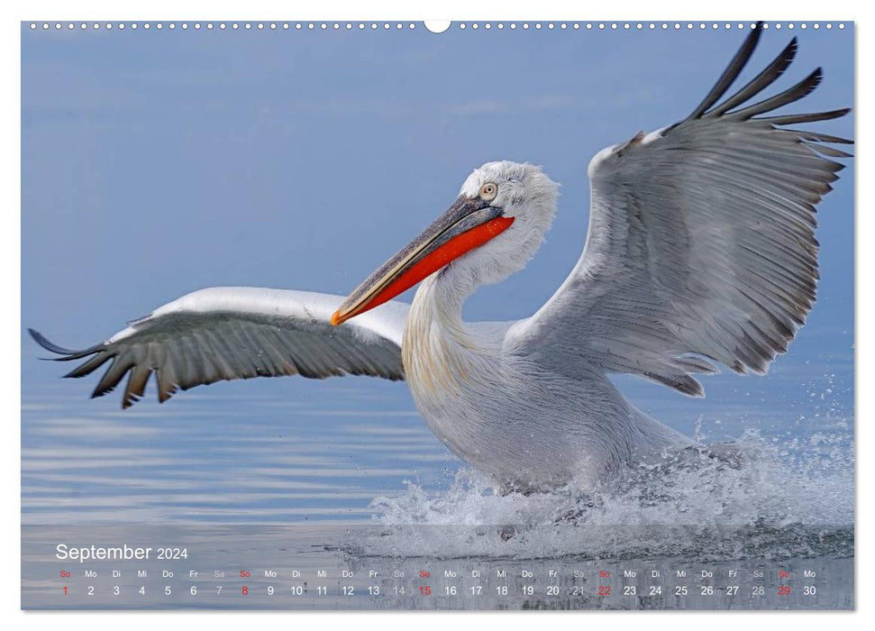 Pelican calendar (CALVENDO wall calendar 2024) 