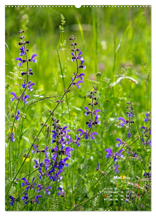 A walk across a summer meadow (CALVENDO Premium Wall Calendar 2024) 