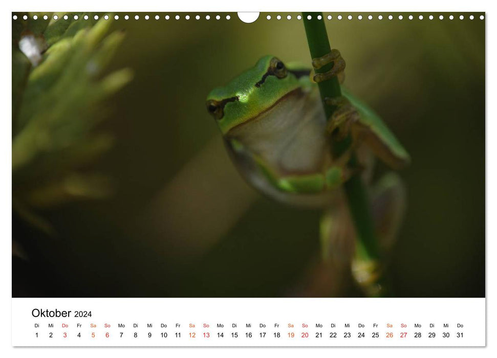 Besucher im Garten - Laubfrösche (CALVENDO Wandkalender 2024)