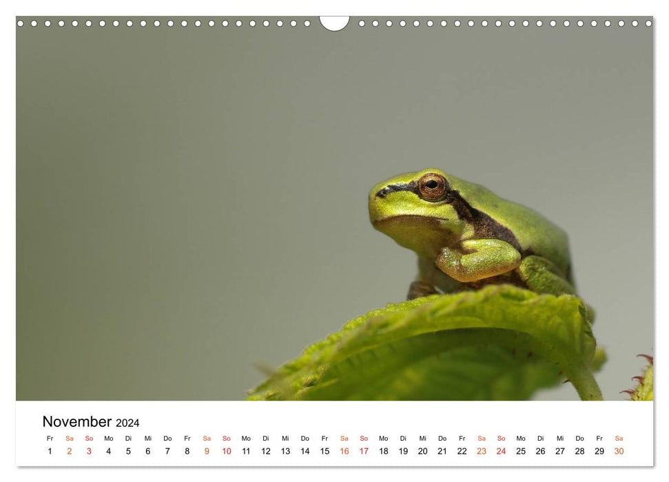 Besucher im Garten - Laubfrösche (CALVENDO Wandkalender 2024)