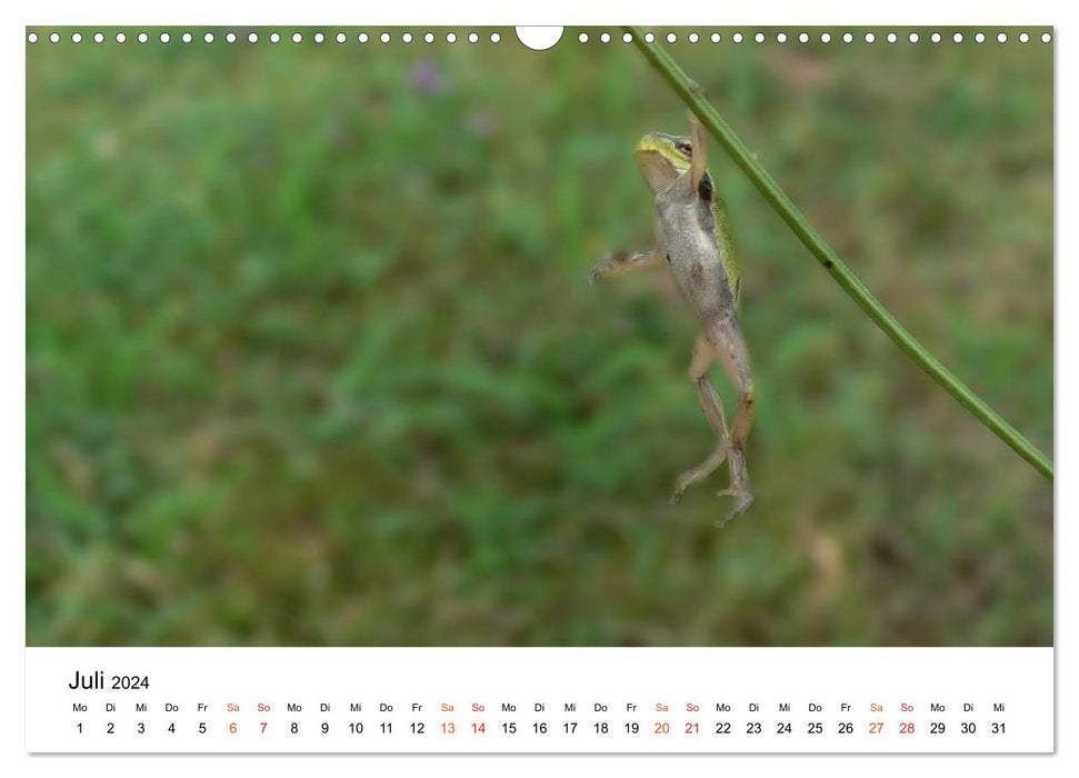 Besucher im Garten - Laubfrösche (CALVENDO Wandkalender 2024)