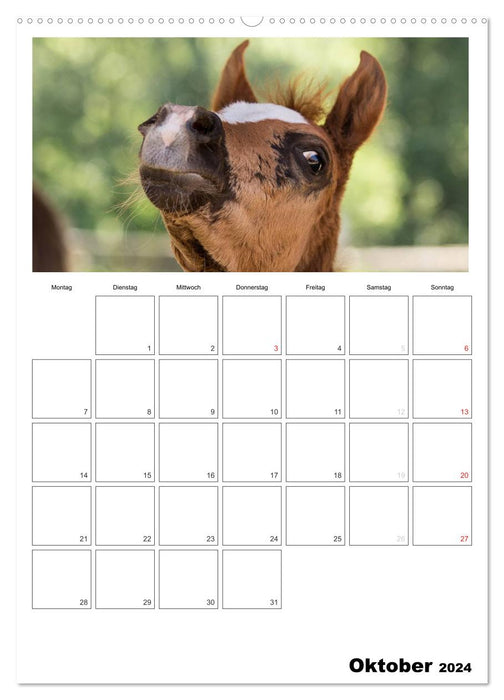 With horses throughout the year / Planner (CALVENDO Premium Wall Calendar 2024) 