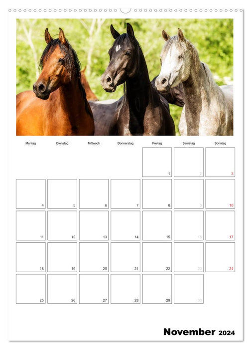 With horses throughout the year / Planner (CALVENDO Premium Wall Calendar 2024) 