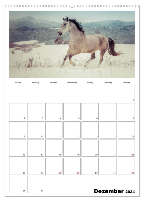 With horses throughout the year / Planner (CALVENDO Premium Wall Calendar 2024) 